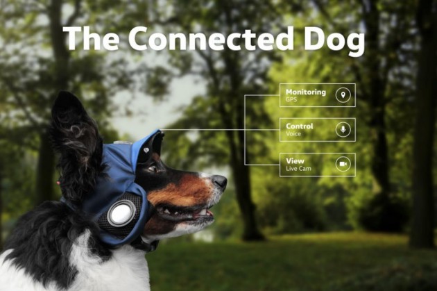 the-connected-dog-968x644