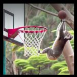 Dall-E 2 Koala dunking a basketball