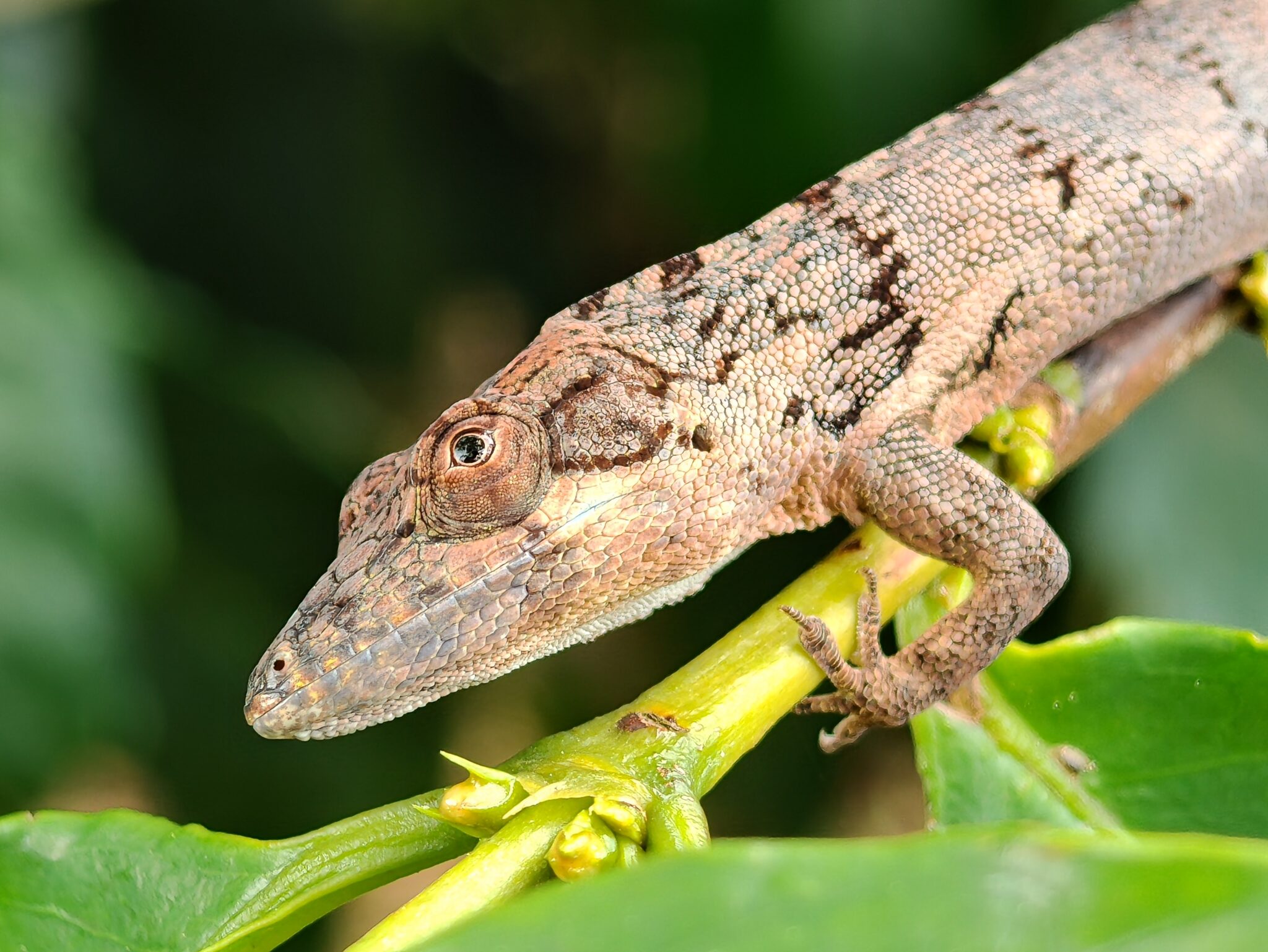 140mm Tele-Linse Makro